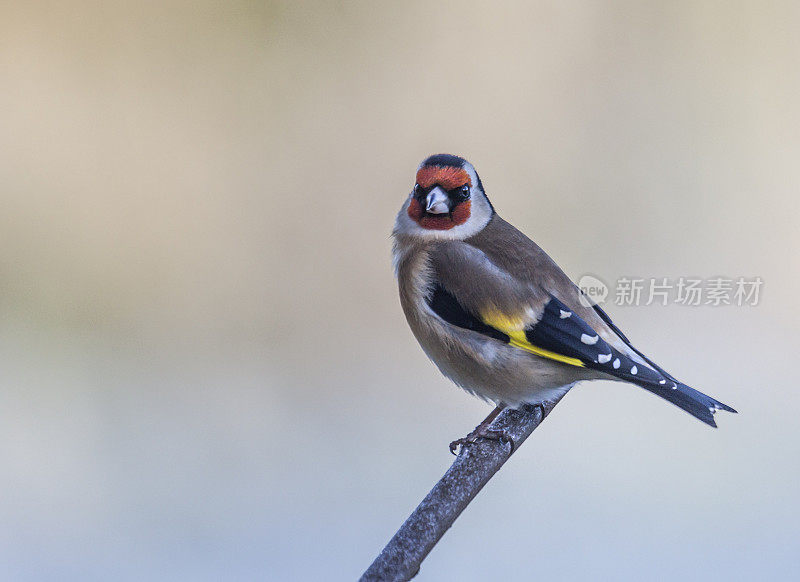 European Goldfinch (Carduelis_carduelis) atop frosty twig